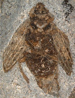 test Holcoptera_giebeli