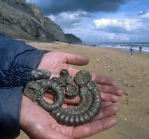 Fossils in the hand-