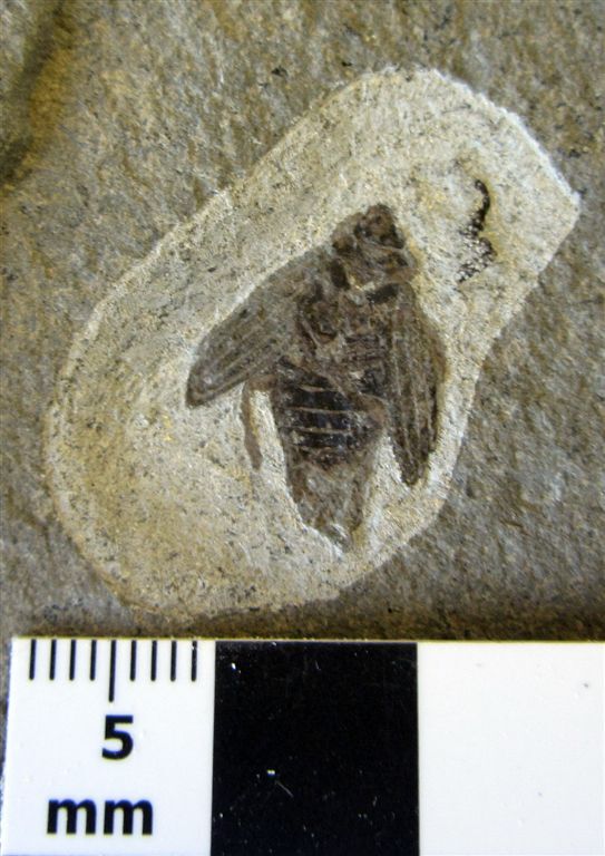 Most complete Holcoptera in the world