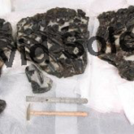 Complete scelidosaur