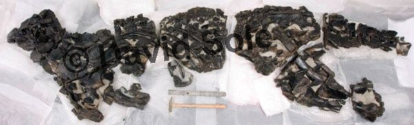 Complete scelidosaur