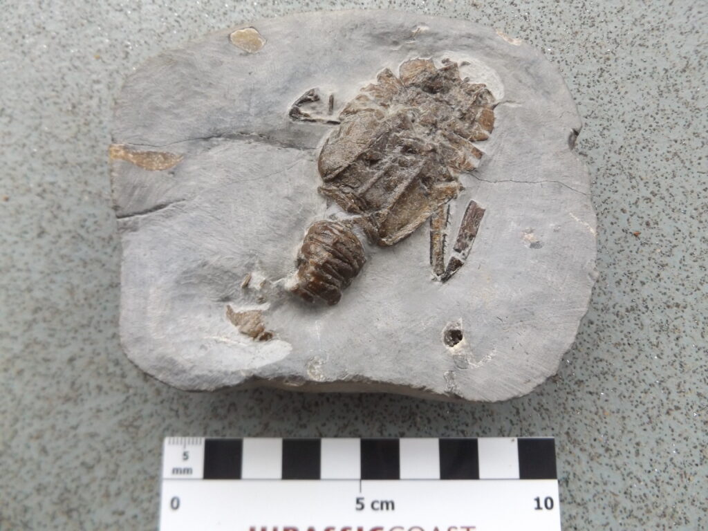 Fossilised crustacean